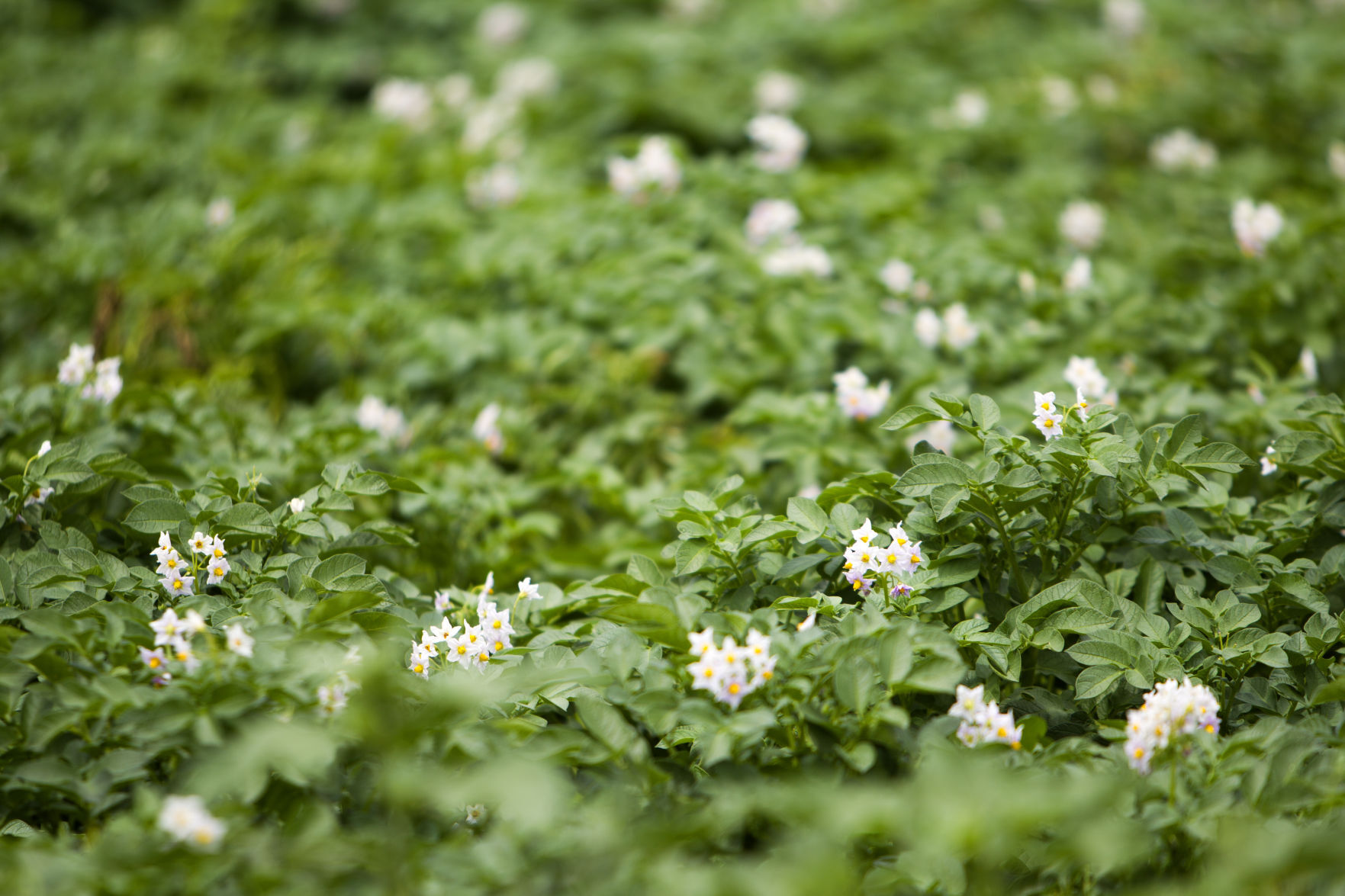 Potato blossoms